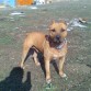 rocko con 10 meses